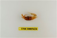 藏品(乳白南方招潮蟹)的圖片